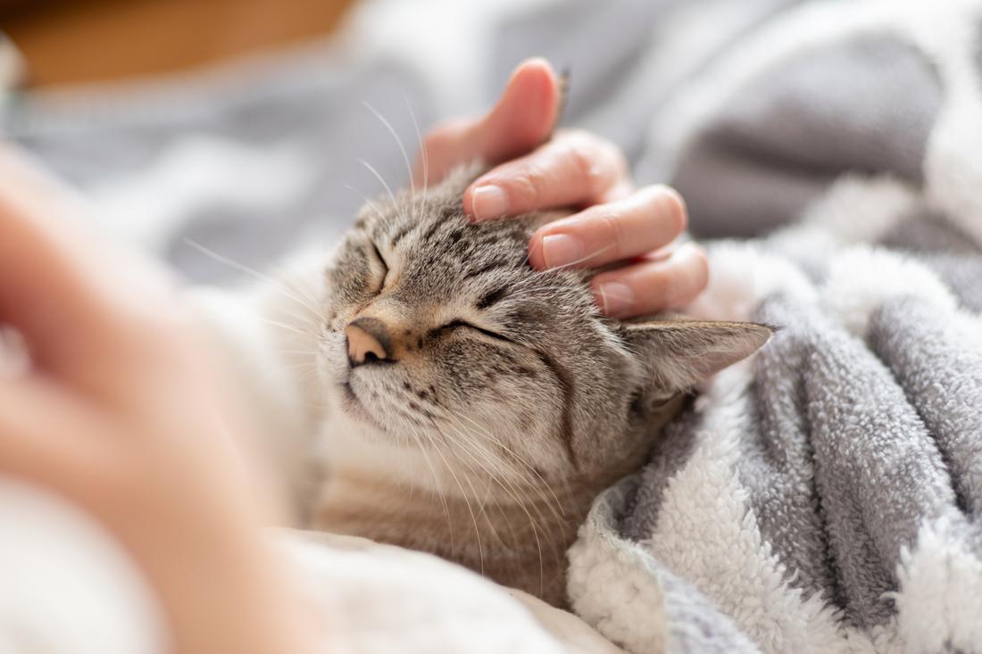 寄り添う家族のイメージ(猫)